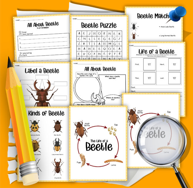 Kindergarten Worksheet Beetle Life Cycle
